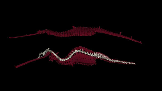 Skeleton of the ruby seadragon